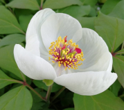 Paeonia obovata