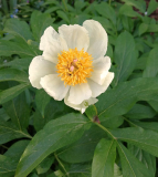 Paeonia emodi x daurica