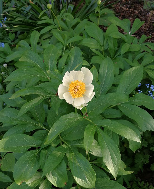 Paeonia emodi x daurica