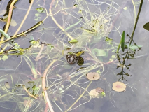 Frosch imkl. Teich