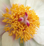 Paeonia cf.wittmanniana