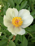 Paeonia cf.wittmanniana