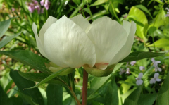 Paeonia daurica cf. ssp. wittmanniana