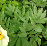 Paeonia cf.wittmanniana
