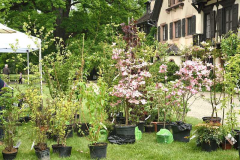 10 Schoppenwihr 4/18