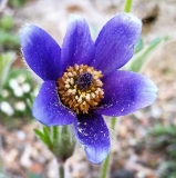 Pulsatilla ambigua