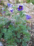 Pulsatilla ambigua