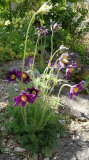 Pulsatilla vulgaris var. costeana