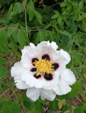 Paeonia rockii Tochter