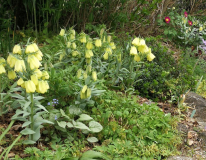 Fritillaria pallidiflora