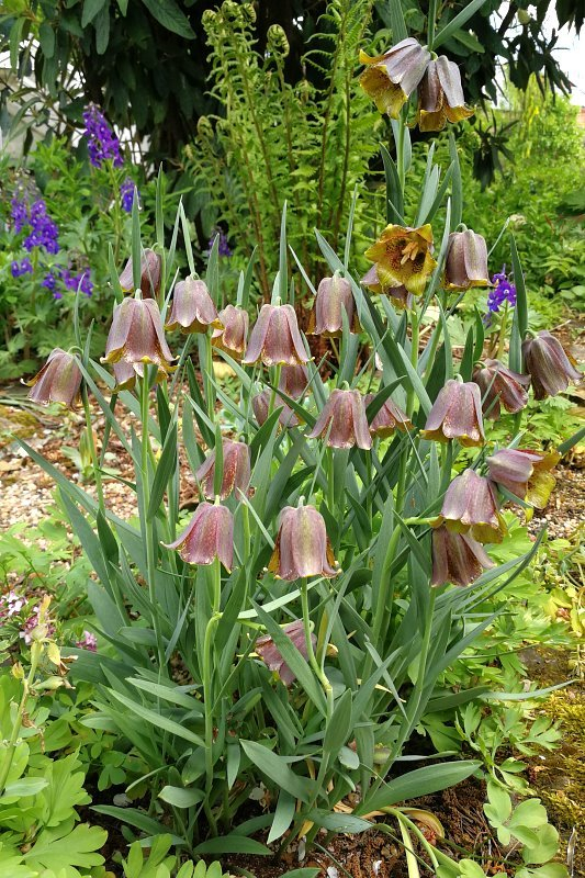 Fritillaria pyrenaica