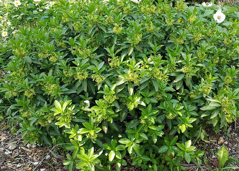Daphne ponticum