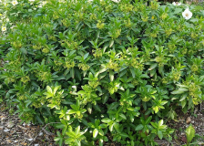 Daphne ponticum