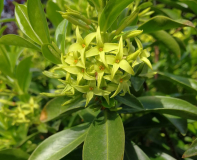 Daphne ponticum