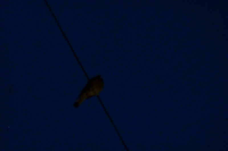 turmfalke