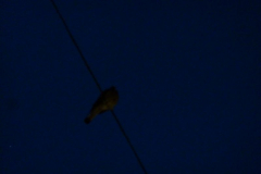 turmfalke