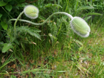 ein seltsames Gewächs