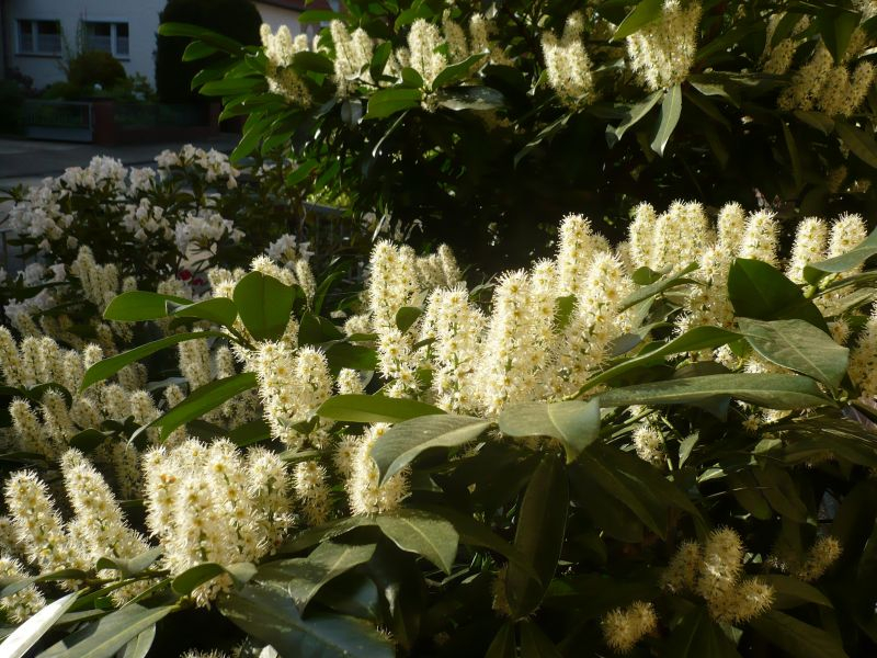 Kirschlorbeer Prunus laurocerasus