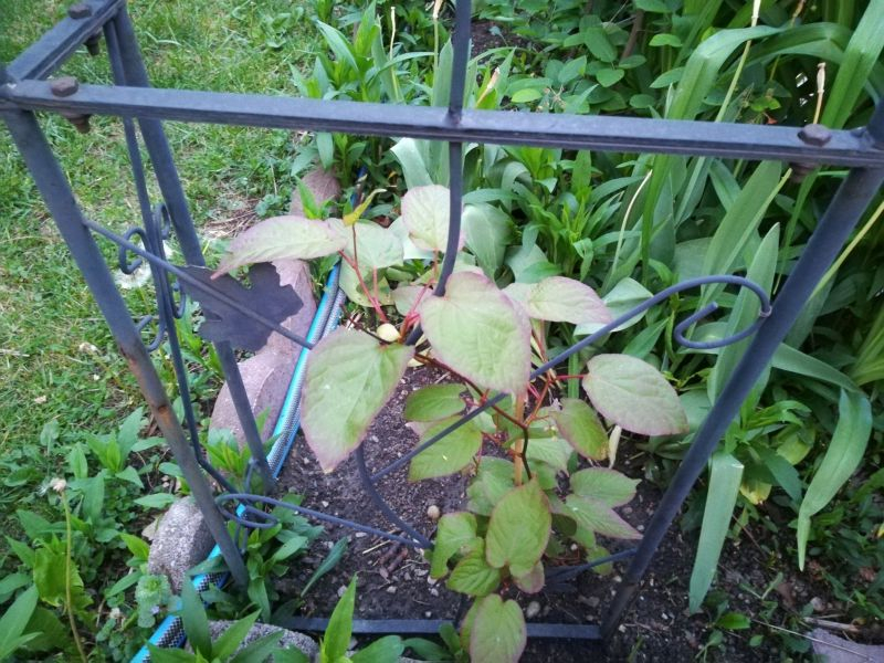 Actinidia kolomikta Aromatnaya