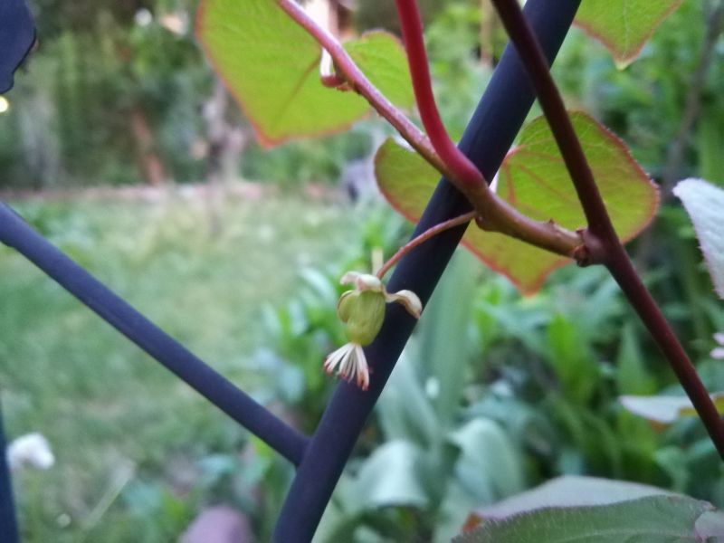 Actinidia kolomikta Aromatnaya
