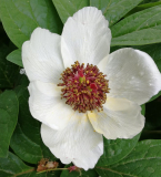 Paeonia obovata