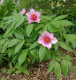 Paeonia Hybride