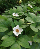 Paeonia obovata