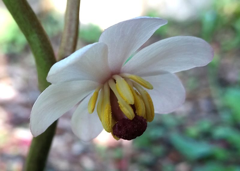 Podophyllum peltatum f. deamii