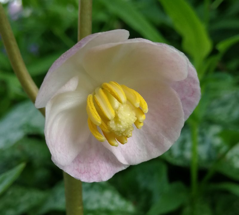 Podophyllum peltatum f.