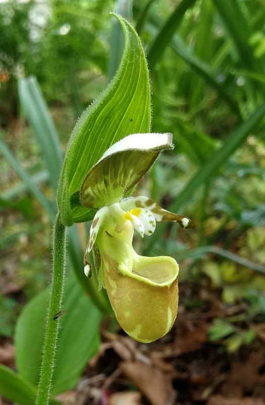 Cypripedium yatabeanum