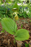 Cypripedium yatabeanum