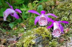 Pleione limprichtii