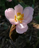 Sinopodophyllum hexandrum