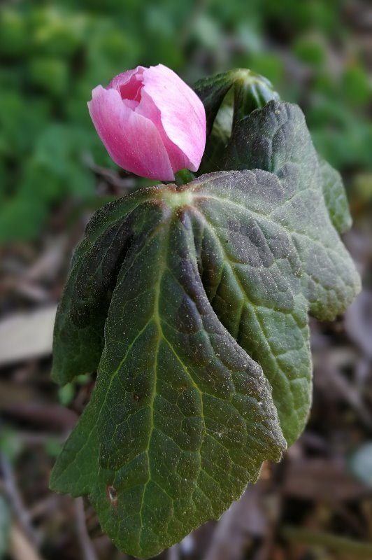 Sinopodophyllum hexandrum