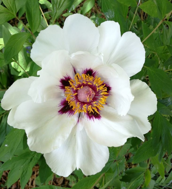 Paeonia hybride rockii x ostii
