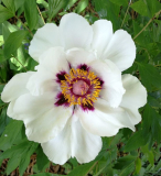 Paeonia hybride rockii x ostii
