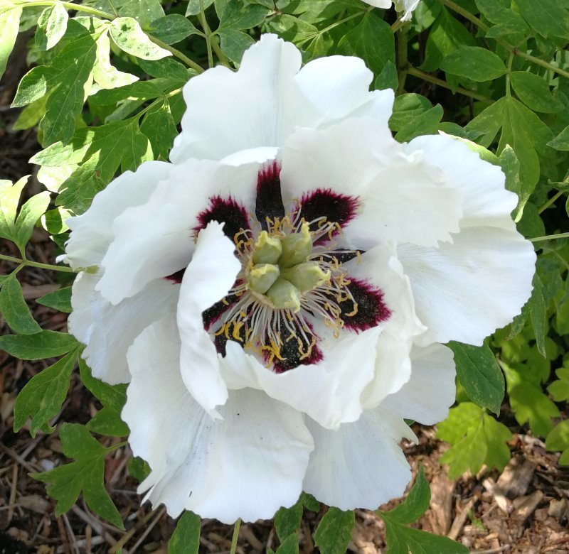 Paeonia rockii