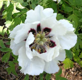 Paeonia rockii