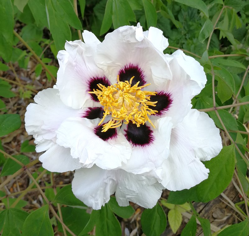Paeonia hybr. rockii x ostii