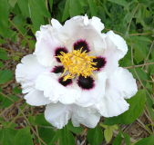 Paeonia hybr. rockii x ostii