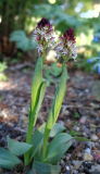 Orchis ustulata