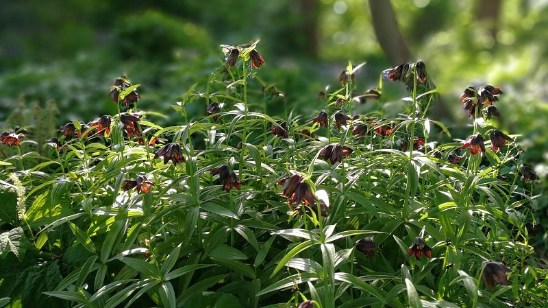 Fritillaria camschatcensis