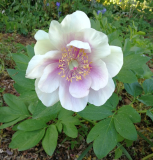 Paeonia hybr.