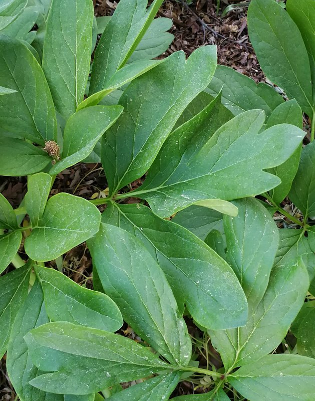 Paeonia hybr.