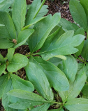 Paeonia hybr.
