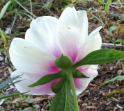 Paeonia hybr.