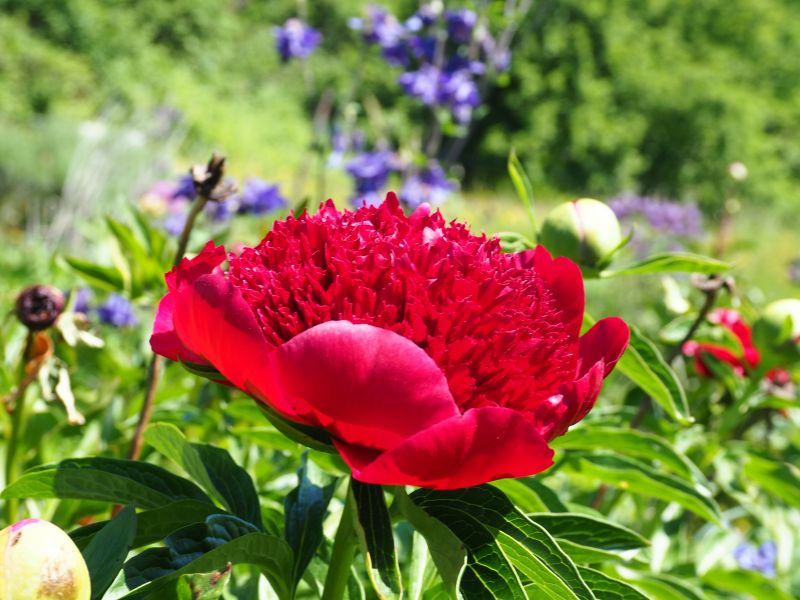 Paeonia 'Red Charme'