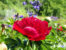 Paeonia 'Red Charme'