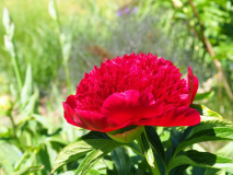 Paeonia 'Red Charme'