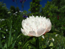 Paeonia officinalis 'Alba Plena'